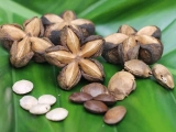 Chứng Từ Xuất Khẩu Hạt Sachi