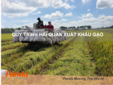 Quy Trình Hải Quan Xuất Khẩu Gạo